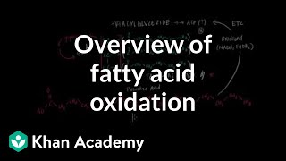 Overview of Fatty Acid Oxidation [upl. by Eddi]