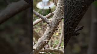 Pruning an apricot tree 🌳 ✂️ sharppruners urbanhomesteading [upl. by Inek]