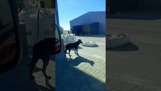 Only in Romania the Cane Corso dog looks amazed and listens to the argument between people [upl. by Vail]