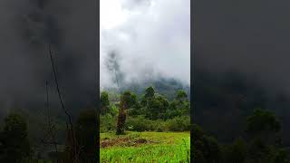 Pachai Kiligal Tholadu whatsappstatus nature shortfeed love flowers shortsvideo travel [upl. by Emerick11]