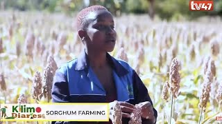 KILIMO DIARIES  Sorghum Farming in Tharaka Nithi [upl. by Apostles]