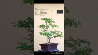 SN103 bonsai pruning wiring Pithecellobium DulceJungle JalebiManila Tamarind shorts [upl. by Nylisoj]