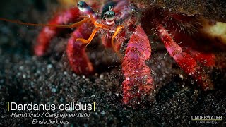 Walking hermit crab  Underwater Canaries [upl. by Einalem]