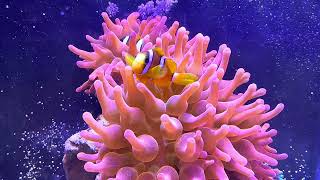 Clarkii Clownfish pair on RBTA [upl. by Tali666]