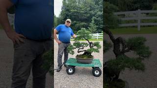 Preparing a bonsai for a show✨ BonsaiTree BonsaiCare [upl. by Amol]