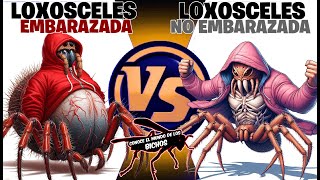 LOXOSCELES EMBARAZADA VS LOXOSCELES NO EMBARAZADA [upl. by Kori]