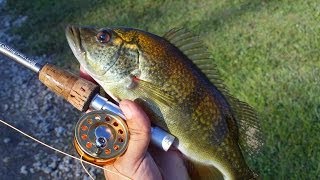 Peacock bass Hybrids with Micro Fly Reel by Penfishingrodscom [upl. by Onailimixam]