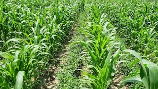 Great Companion Plant To Grow With Corn  Companion Planting With CornMaize Intercropping Farming [upl. by Barri516]