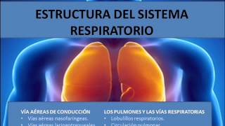 Estructura del sistema respiratorio [upl. by Barret]