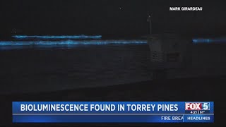 WATCH Bioluminescent Waves Crash At Torrey Pines Beach [upl. by Yllrebmik]