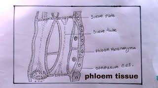 how to draw phloem tissuephloem tissue diagram [upl. by Sansbury217]