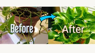 How to Propagate Pothos Vine [upl. by Nilrem]