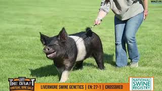 Livermore swine genetics en 27 1 09 May 2024 01 50 13 PM [upl. by Zeiger354]