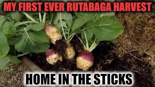 My First Ever Rutabaga Harvest  Home In The Sticks [upl. by Barbaraanne]