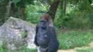 Gorilla Walks Like A Man [upl. by Schell]