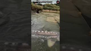 OMG sturgeon trapped in fishermens nets fishing movie animals [upl. by Yren]