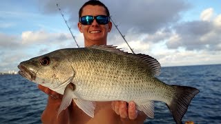 EPIC Shallow Water Snapper Fishing Catch Clean Cook  Mangrove Snapper Fish Gyros [upl. by Enylcaj232]