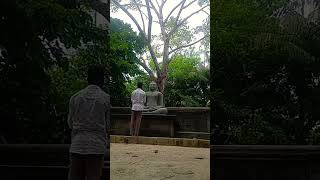 srilanka koggala travel traveler budhism temple freedom relaxing 🙏🙏💮🌼 [upl. by Zilef]