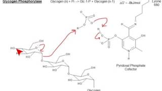 CHEM 407  Glycogen Metabolism  Glycogen Phosphorylase [upl. by Bernadene615]