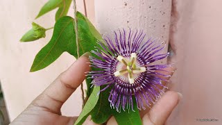 How to grow Passion Flower Krishna kamal Flower  How to grow and care Passion Flower Passiflora [upl. by Constantia]