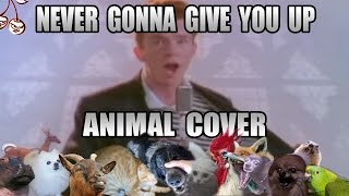 Rick Astley  Never Gonna Give You Up Animal Cover [upl. by Htebzile]