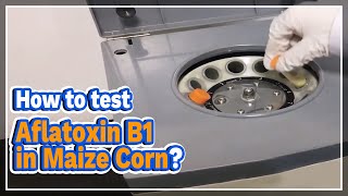 How to test Aflatoxin B1 in Maize Corn  LABOAO [upl. by Fevre219]