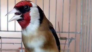 حسون أردني يحمل أفضل لغة تيواتي سمعتها شو رايكمconcurso chant chardonneret goldfinch jilguero Saka [upl. by Toland389]