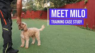 Recall training for a 3 year old Cockapoo [upl. by Columbus]