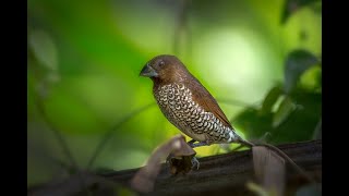 Scalybreasted munia  muniya bird nature outdoors [upl. by Dominique]