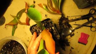 How I Divide Heliamphora [upl. by Junina339]