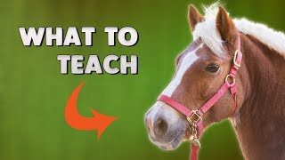 Horse Training The FIRST 3 things EVERY horse needs to learn [upl. by Janela]