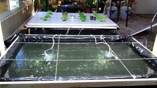 Hydroponics DWC Kratky  Growing Boxes [upl. by Sorrows107]