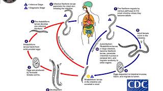 Strongyloides stercoralis lecture 3rd year 20202021 [upl. by Laural]