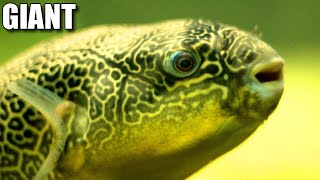 Giant Freshwater Pufferfish Facts MBU PUFFERFISH  Animal Fact Files [upl. by Zita496]