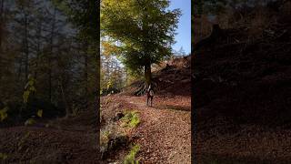 Hiking the Witches Trail 🌲✨ WitchesTrail Tecklenburg HikingAdventure Germany natureshorts [upl. by Pylle]