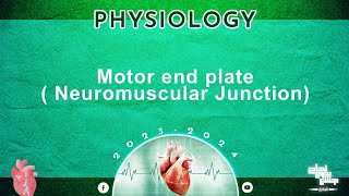 L1 Structure of motor end plate neuromuscular junction Physiology [upl. by Scornik]