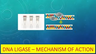 DNA Ligase  Mechanism of Action amp Function [upl. by Aivekahs]