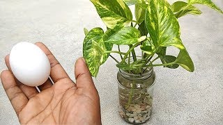 Best natural fertilizer for any water plants  Homemade free fertilizer [upl. by Otilegna407]