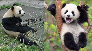 😂 FUNNY PANDA VIDEOS TRY NOT TO LAUGH BEST PANDA VIDEOS COMPILATION 🐼 FUNNY ANIMAL CLIPS [upl. by Vaios]