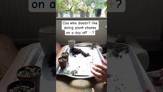 SOP potting stringofpearls indoorplants plants garden plantspot plantcare osuperman [upl. by Siuqaj]