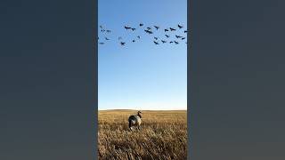 Honkers skypandas TONYS we call it meat… waterfowl hunting hunt [upl. by Bonnibelle444]