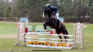 Gold Czar Remi  2nd ever Horse Trial  Jumping Branch HT  Feb ‘ 24 [upl. by Einaffyt]