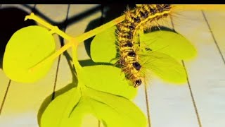 Caterpillar eating leaf 😱😱 viral caterpillar worm [upl. by Eenot]