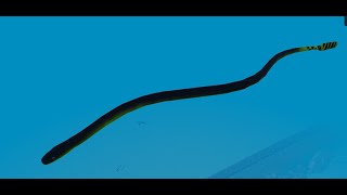 ocean como encontrar Yellow bellied Sea Snake en dbsa de roblox [upl. by Akinnor]