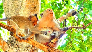 Mama I Hungry Milk SweetBaby monkeys see a lot of breast milk babies ask to eat [upl. by Laurentia]