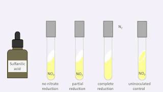 Nitrate reduction test [upl. by Orose]