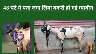 48 ghanto me pata chal gya bakri confirm ho gyi gyabin बकरी हुई ग्याबीन 3दिन में sabri goat farm [upl. by Feledy]