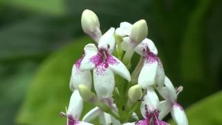 Pseuderanthemum reticulatum [upl. by Benjie]