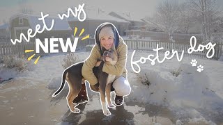 MEET MY NEW FOSTER DOG  tips for fostering a dog [upl. by Amato]