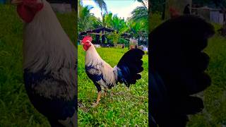 wow music rooster chicken [upl. by Llahsram]